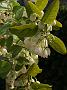 Zenobia pulverulenta